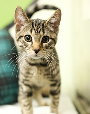 places to adopt kittens near me