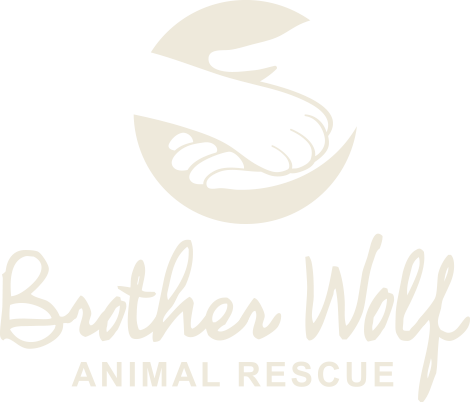 Animal Adoption and Rescue | Brother Wolf - Asheville, NC