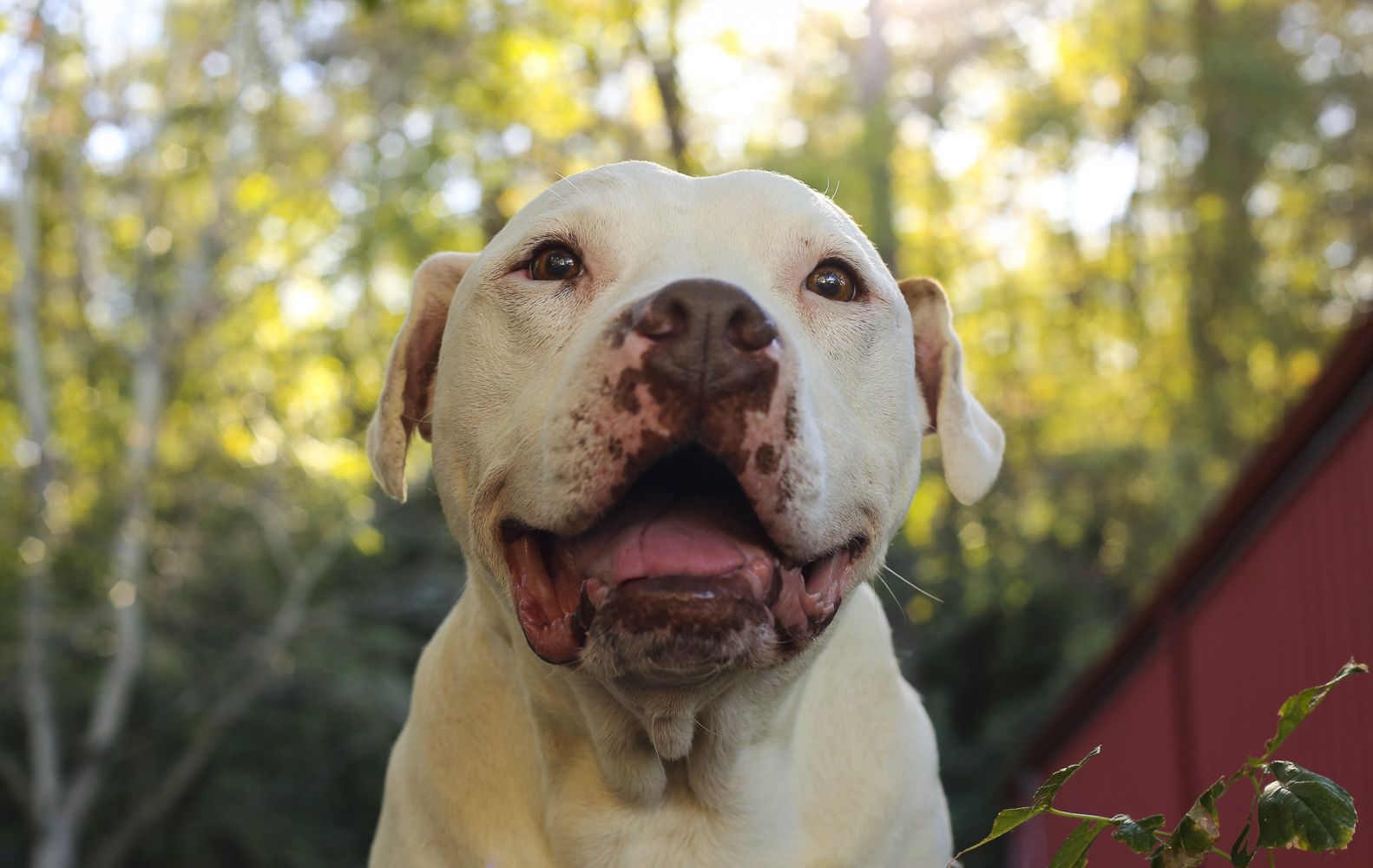 can foster carers have dogs