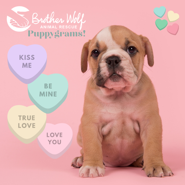 Adopt A Pet Bag Topper Instant Download Valentine's 