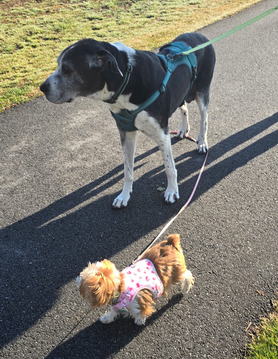 Tini the Yorkshire Terrier and Lottie the Great Dane walking together on a paved park path during their morning walk.